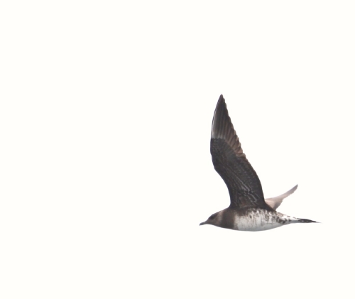 Pomarine Jaeger